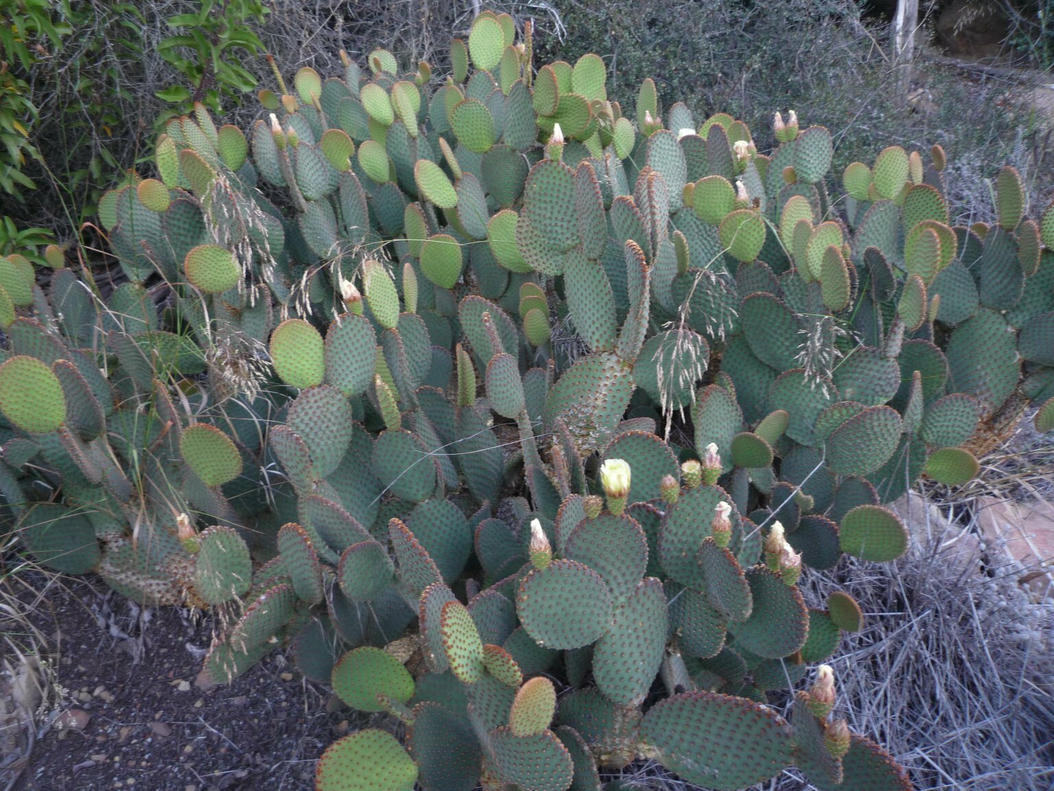 High Resolution Opuntia sp. Plant